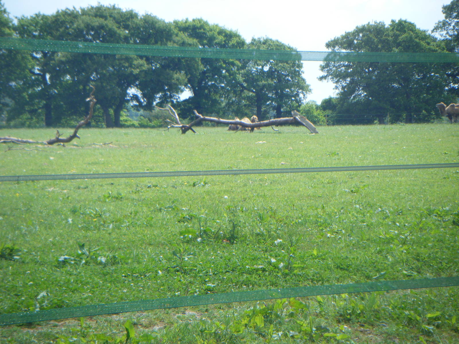 Bacrtian Camel Paddock