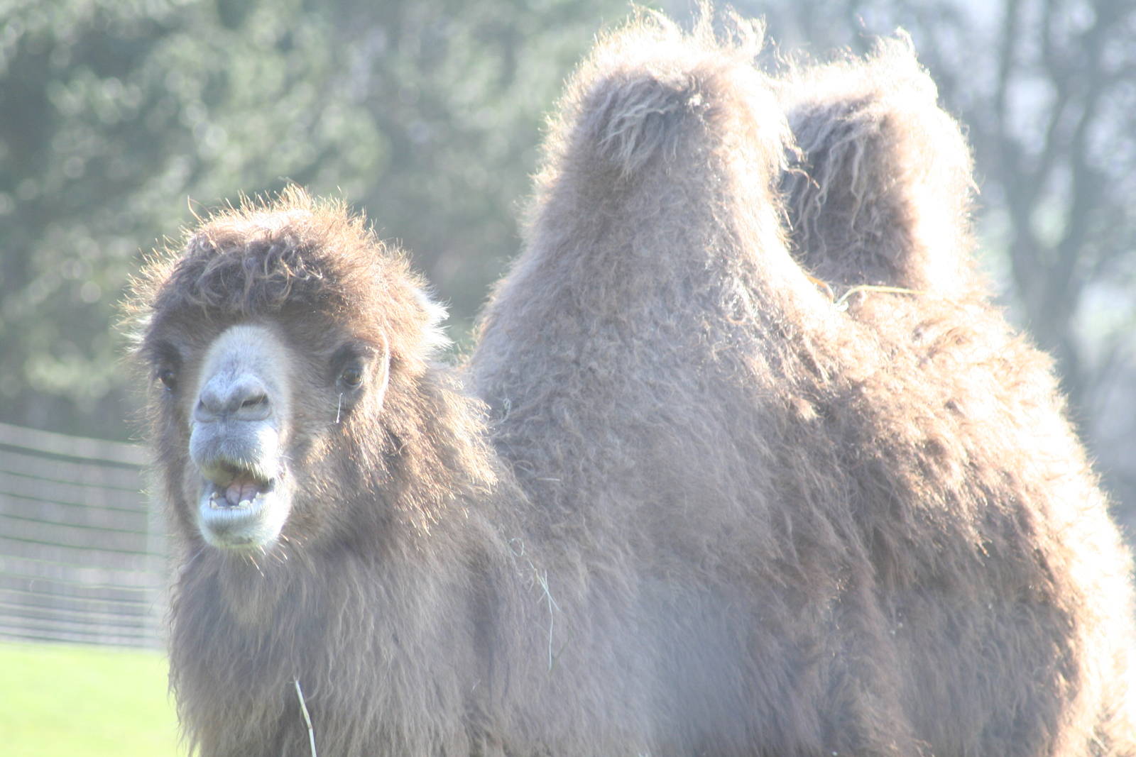 Bactarian camel - Edinburgh zoo
