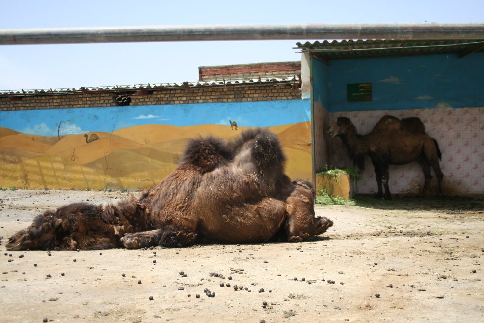bactarian camel(Mashhad zoo)3