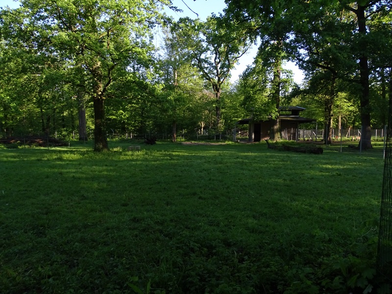Bactian camel enclosure