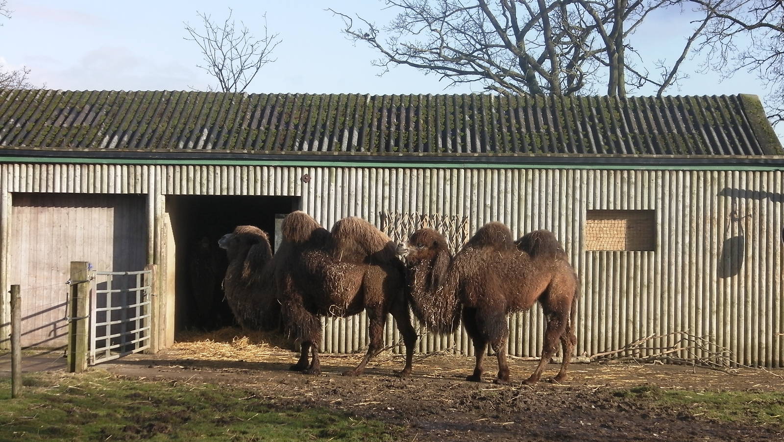 Bactrain Camel - 09.02.2013