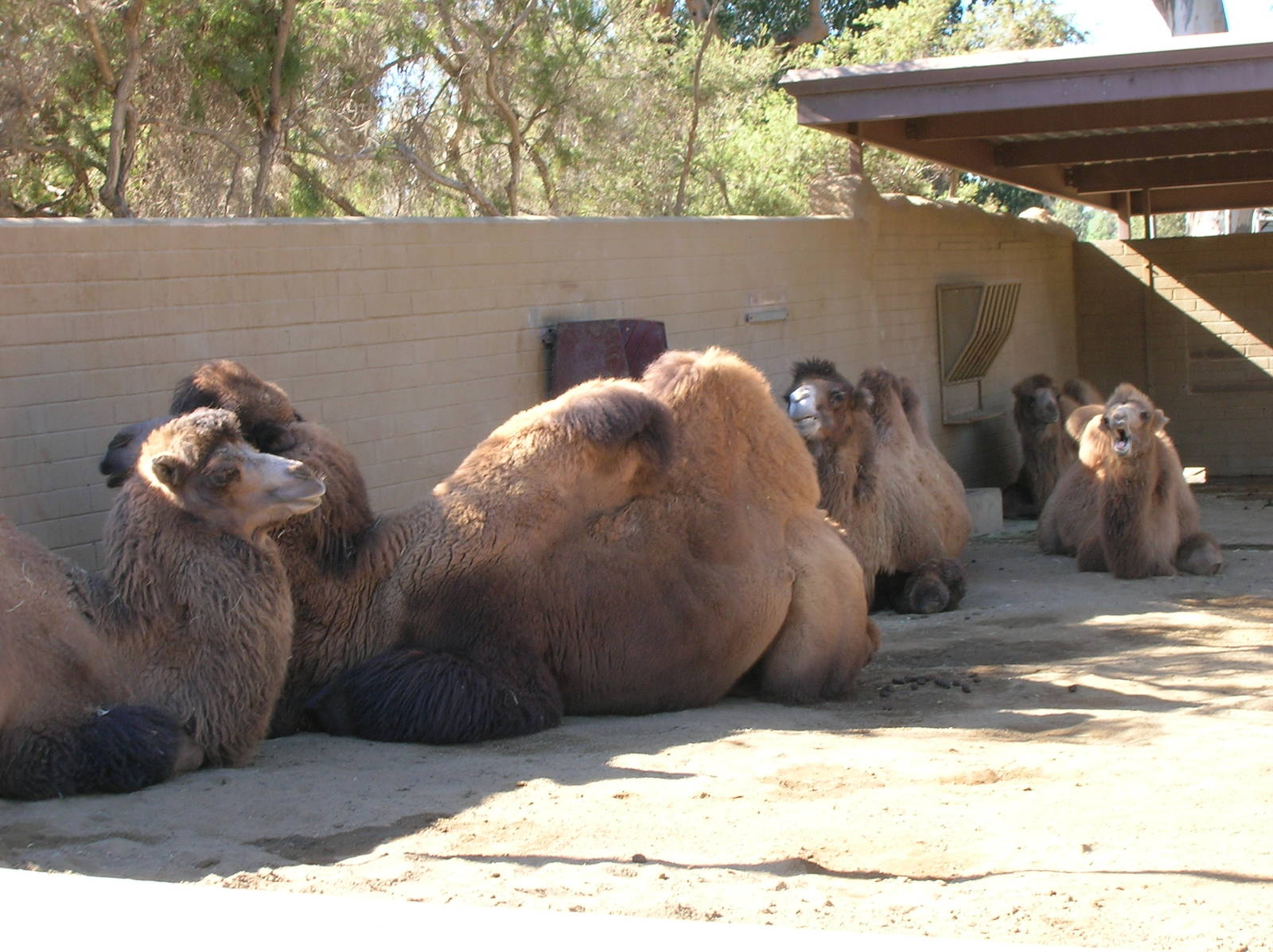 Bactran Camel