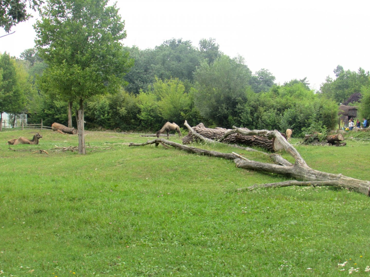 Bactrian and Kulan paddock