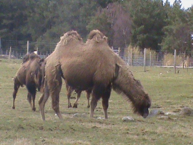 bactrian camel 04/10