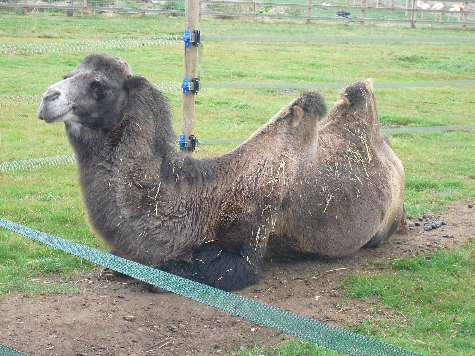Bactrian Camel - 06/09/2011