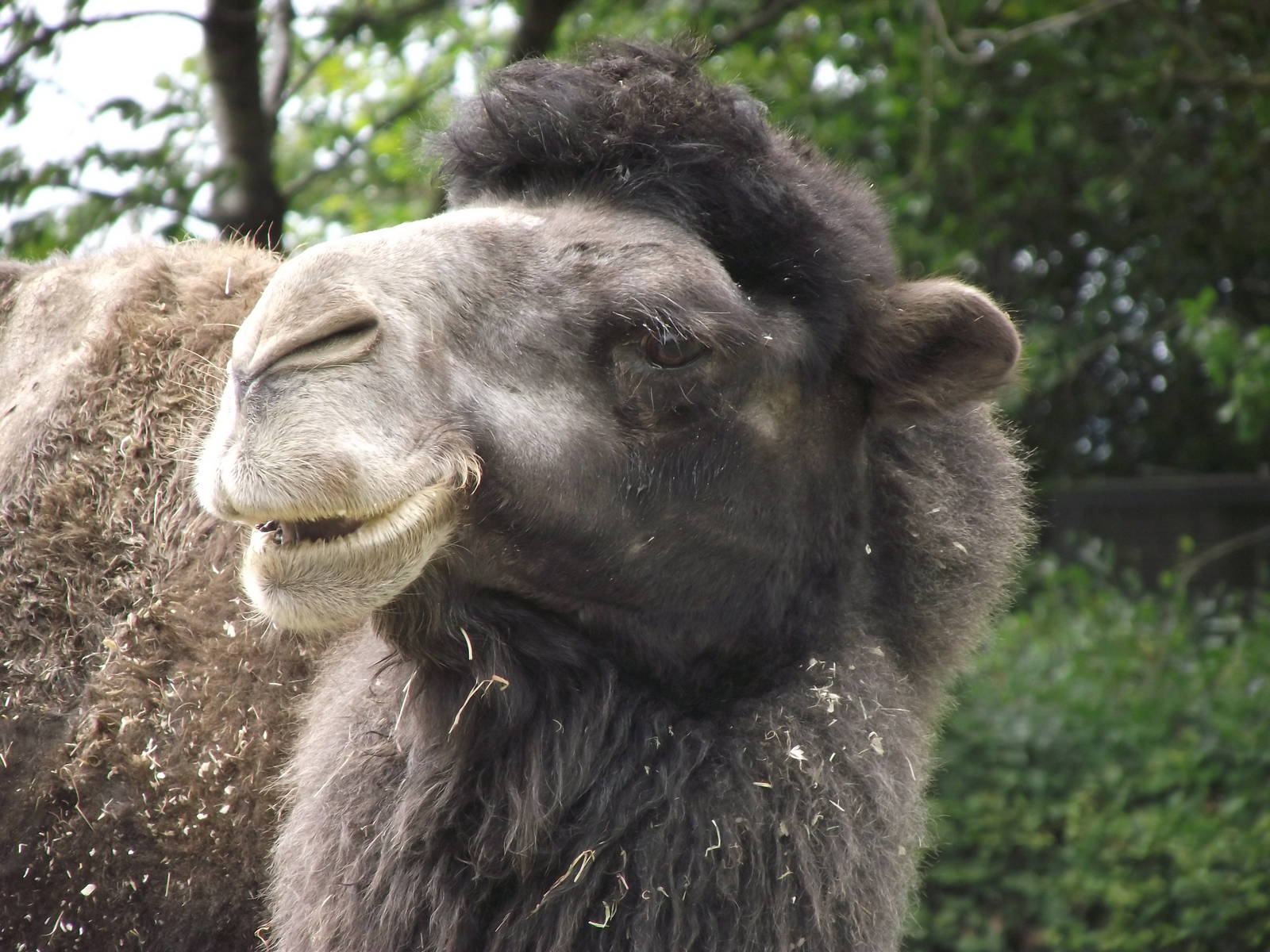 bactrian camel 080811
