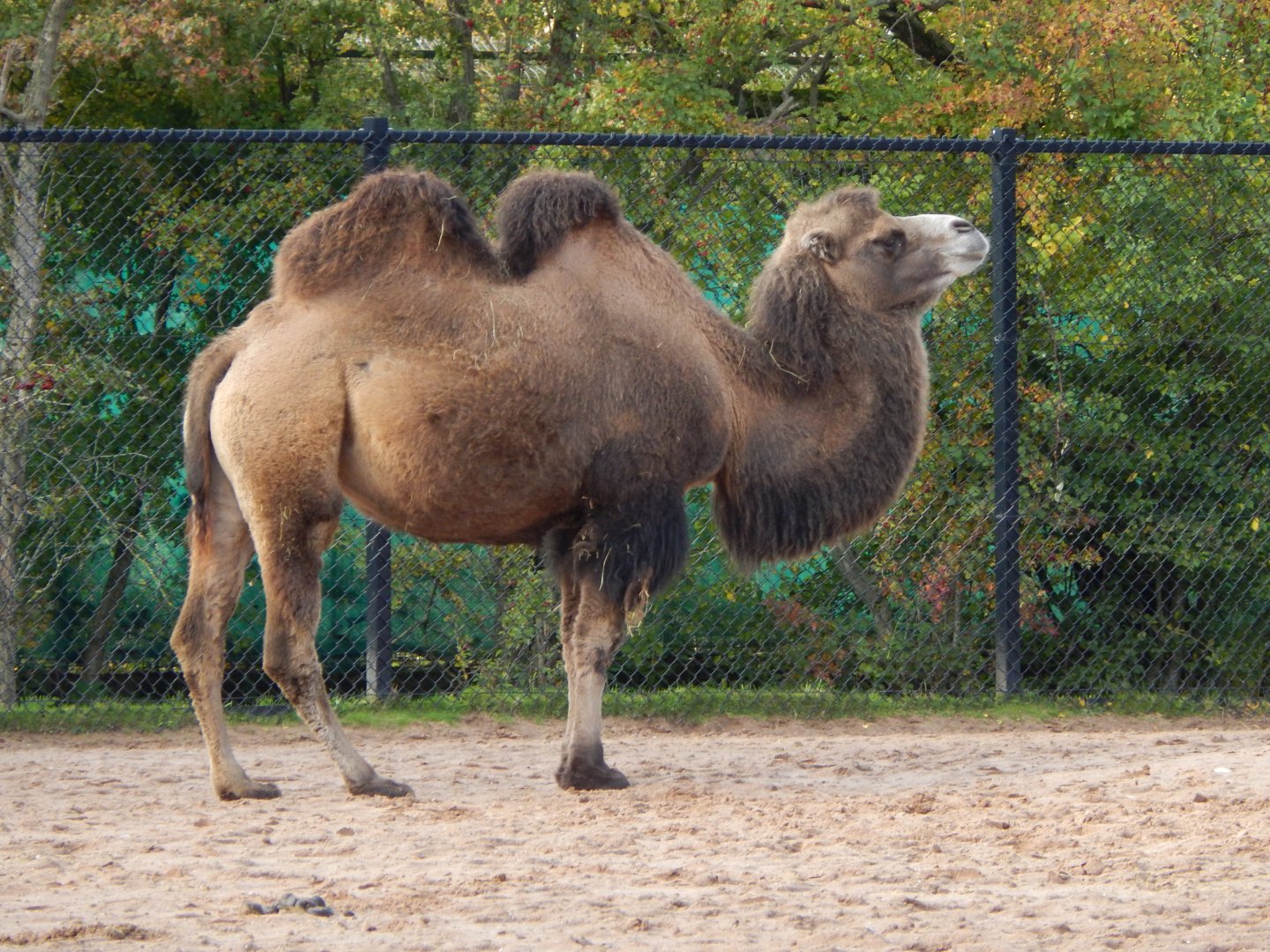 Bactrian camel 081020