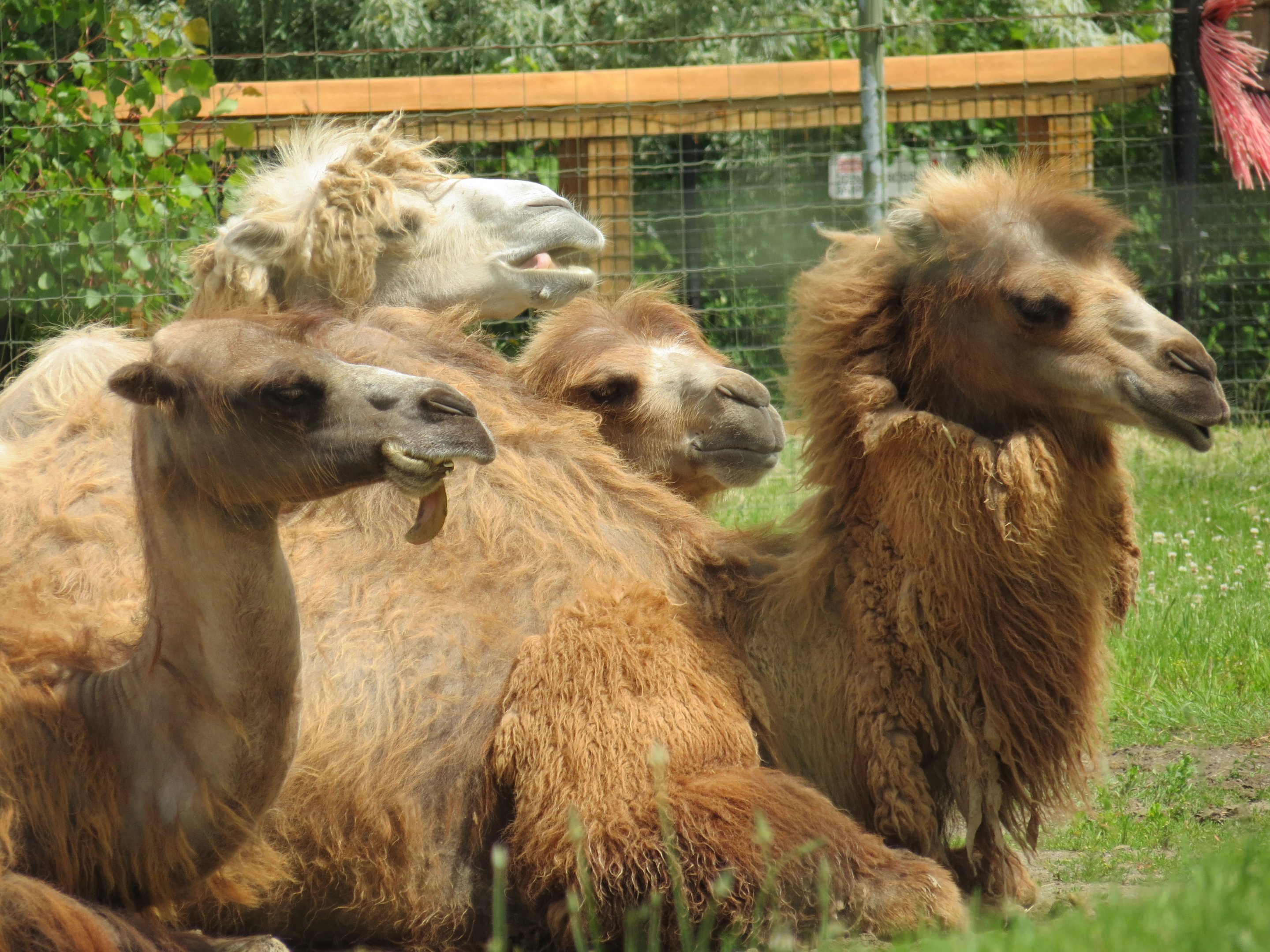 Bactrian Camel 1 of 2
