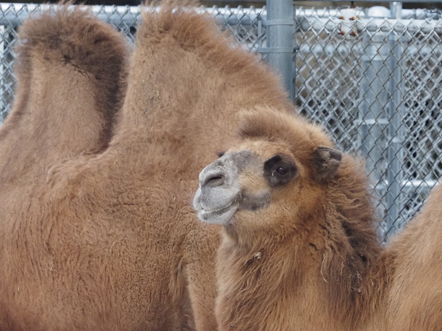 Bactrian Camel 1