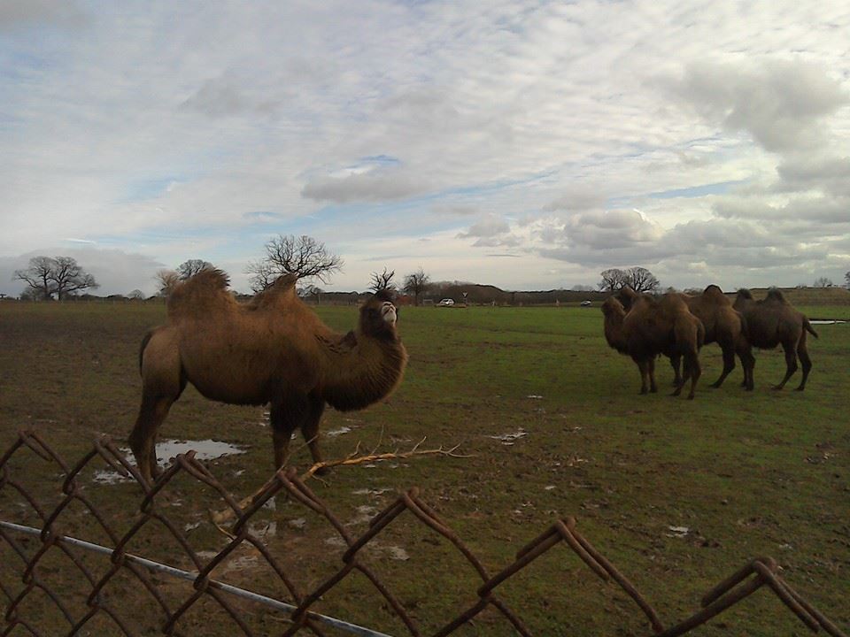 Bactrian Camel - 10/01/15
