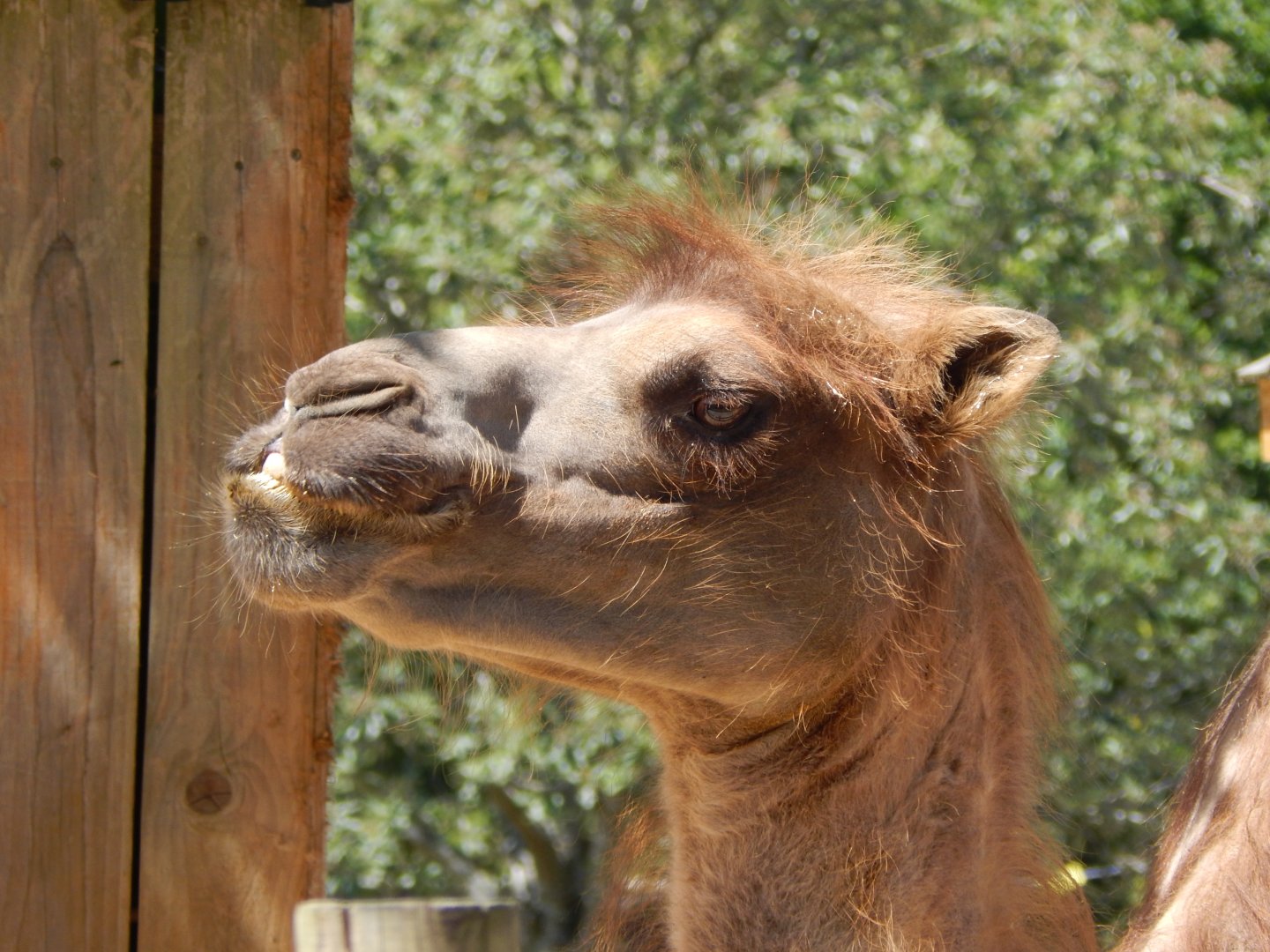 Bactrian camel 100722