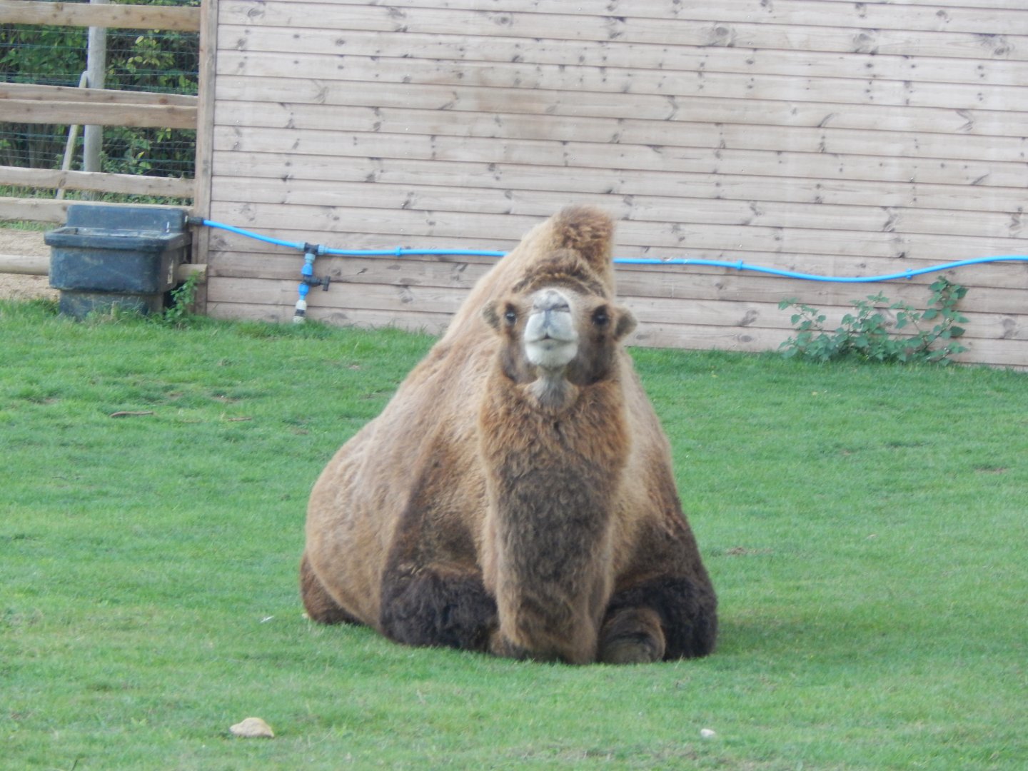 Bactrian camel 130925