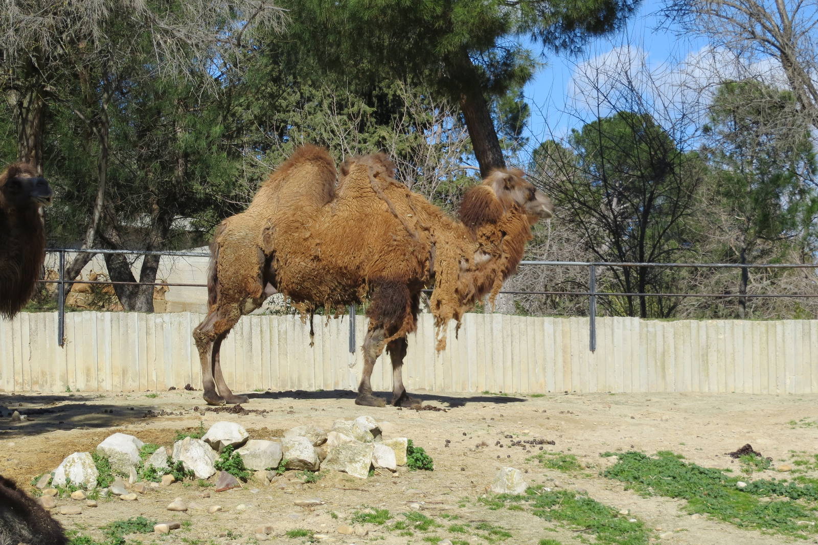 Bactrian Camel 150216