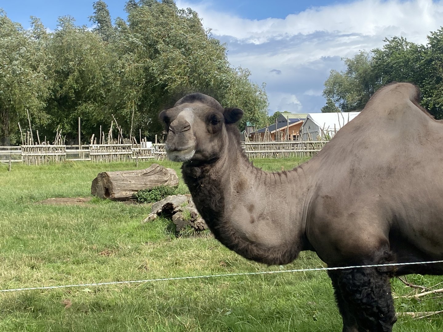 Bactrian camel 150723