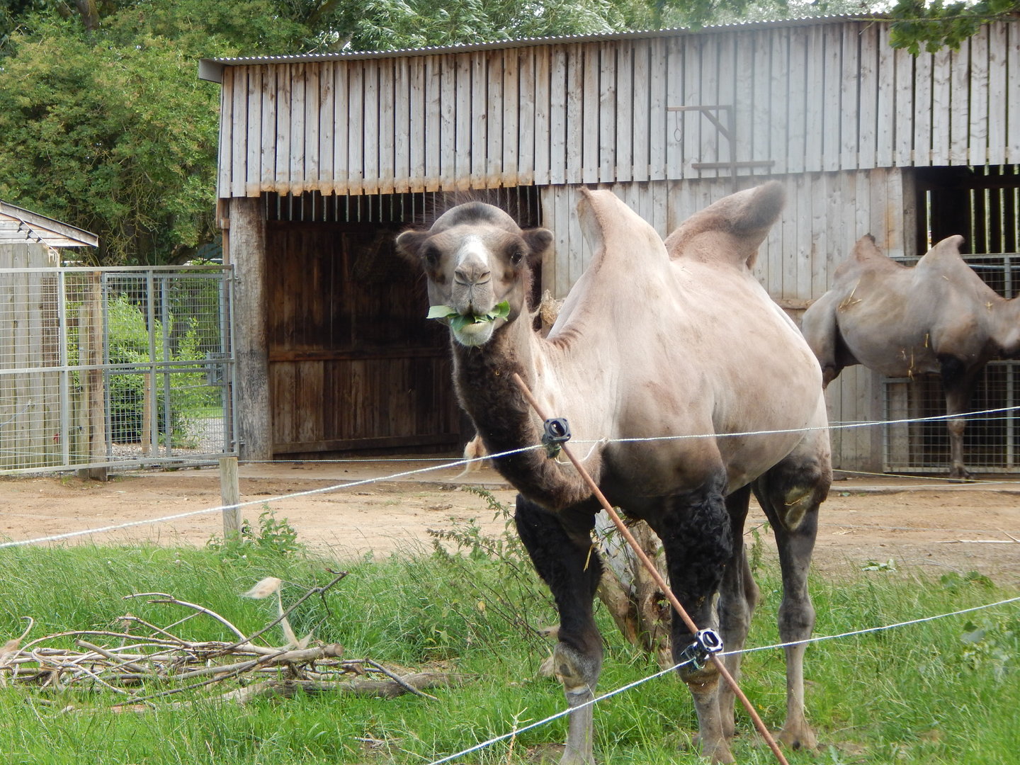 Bactrian camel 150723