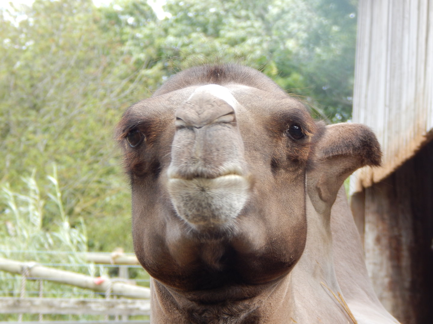 Bactrian camel 150723