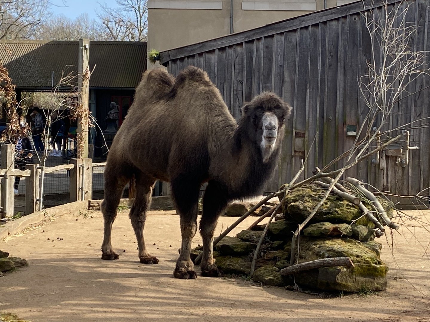 Bactrian camel 180322