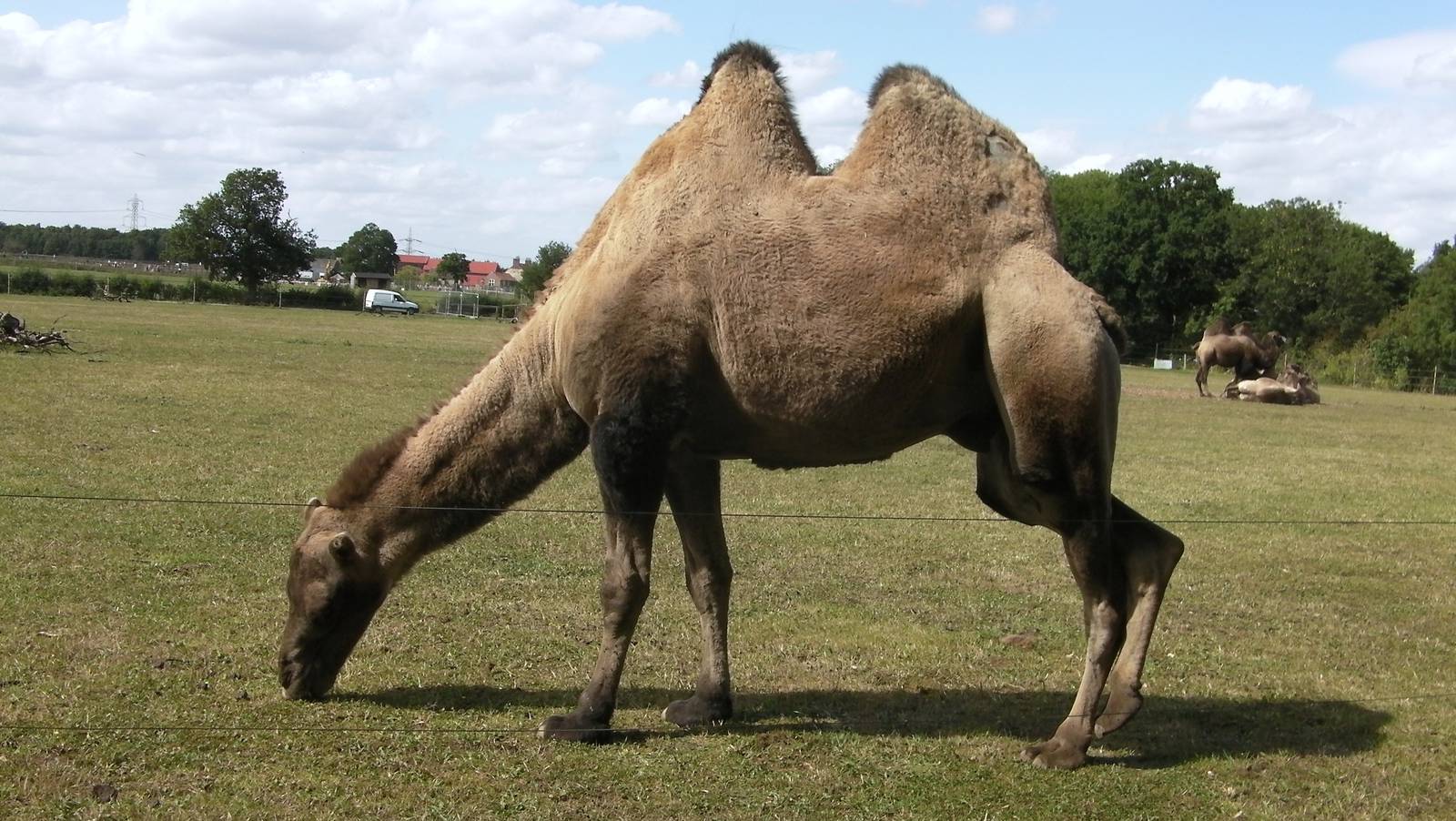 Bactrian Camel - 19.08.2011