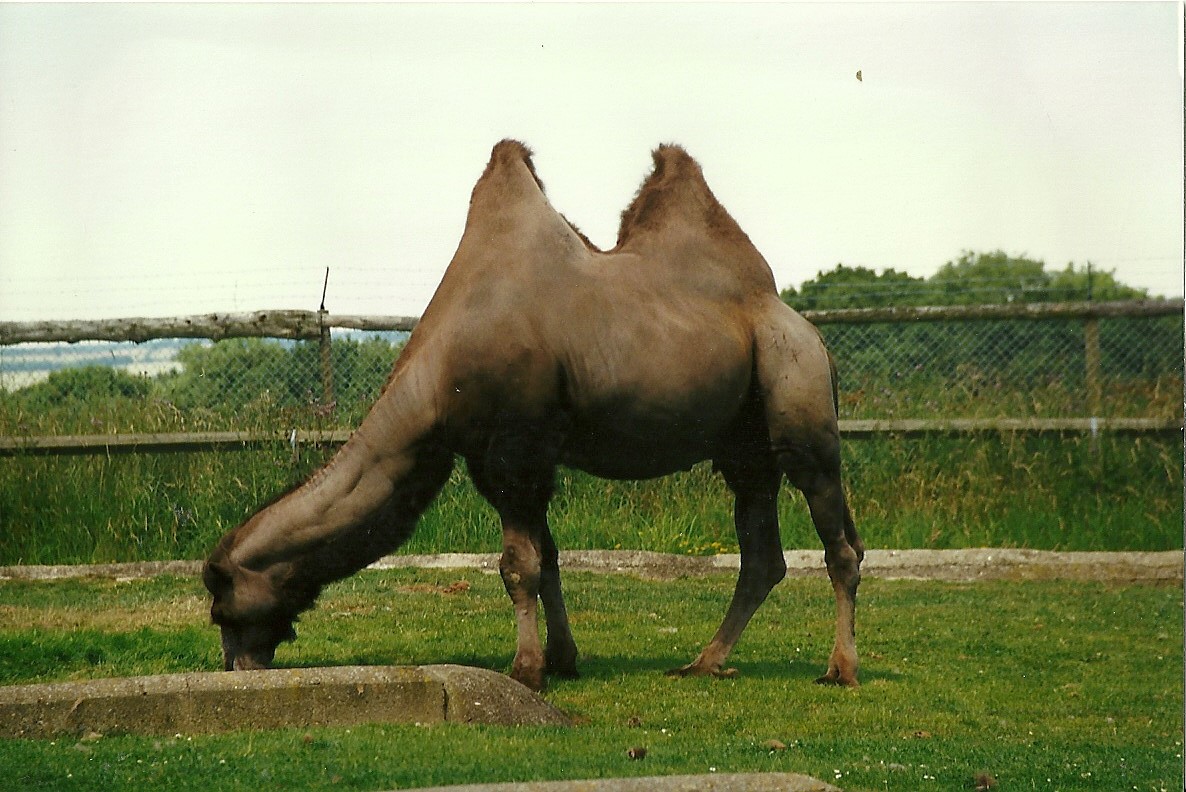 Bactrian Camel 19th July 1997