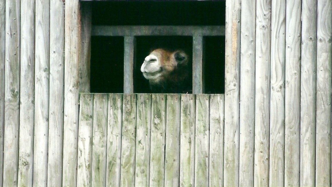 Bactrian Camel 1st November 2012