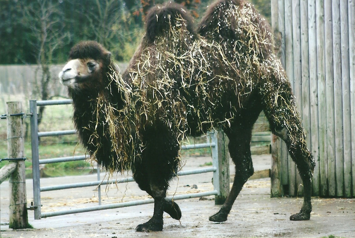 Bactrian Camel 1st November 2012