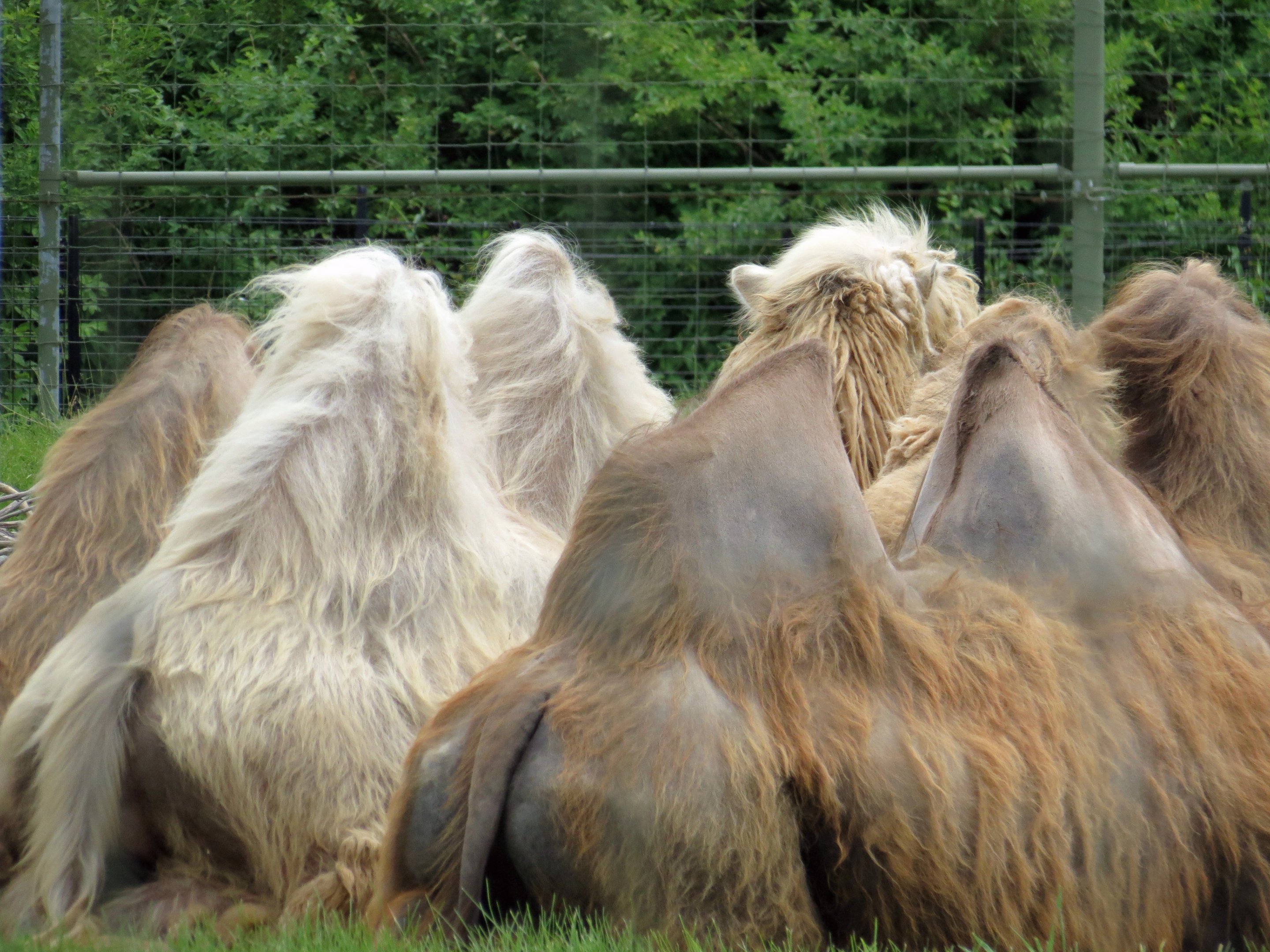 Bactrian Camel 2 of 2