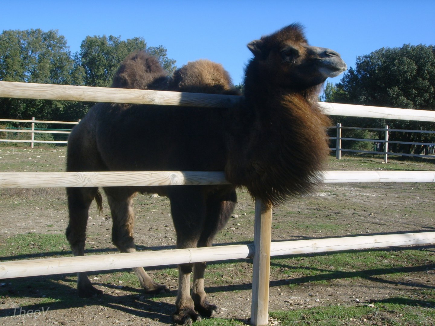 Bactrian camel [2008]