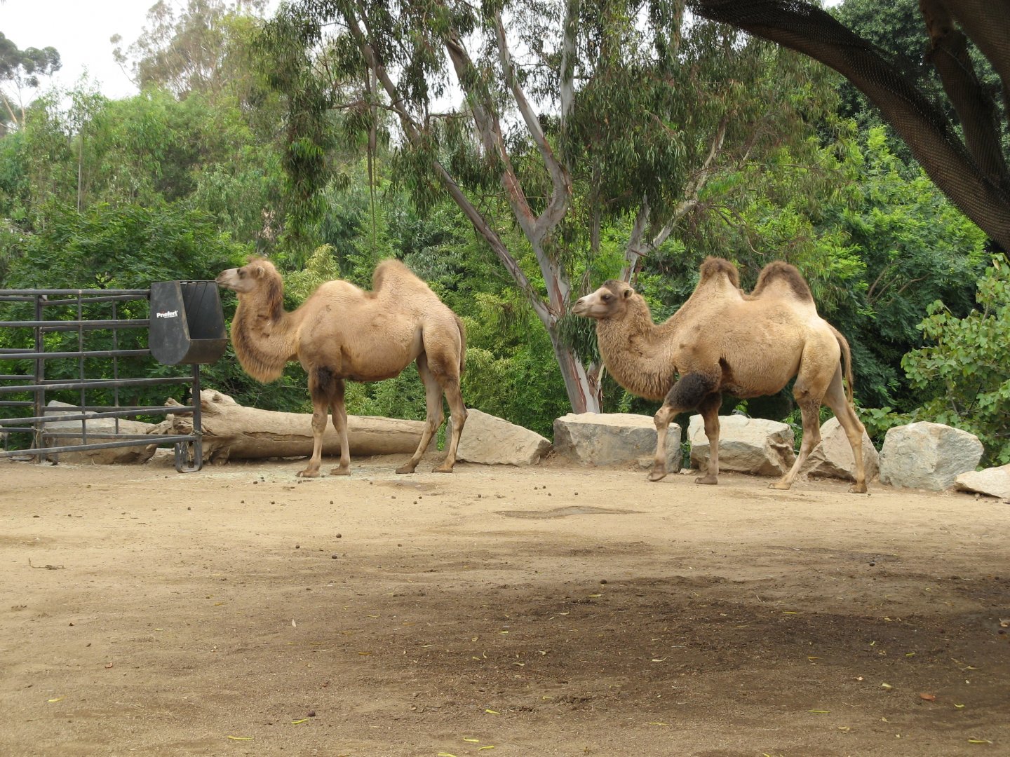Bactrian Camel (2008)