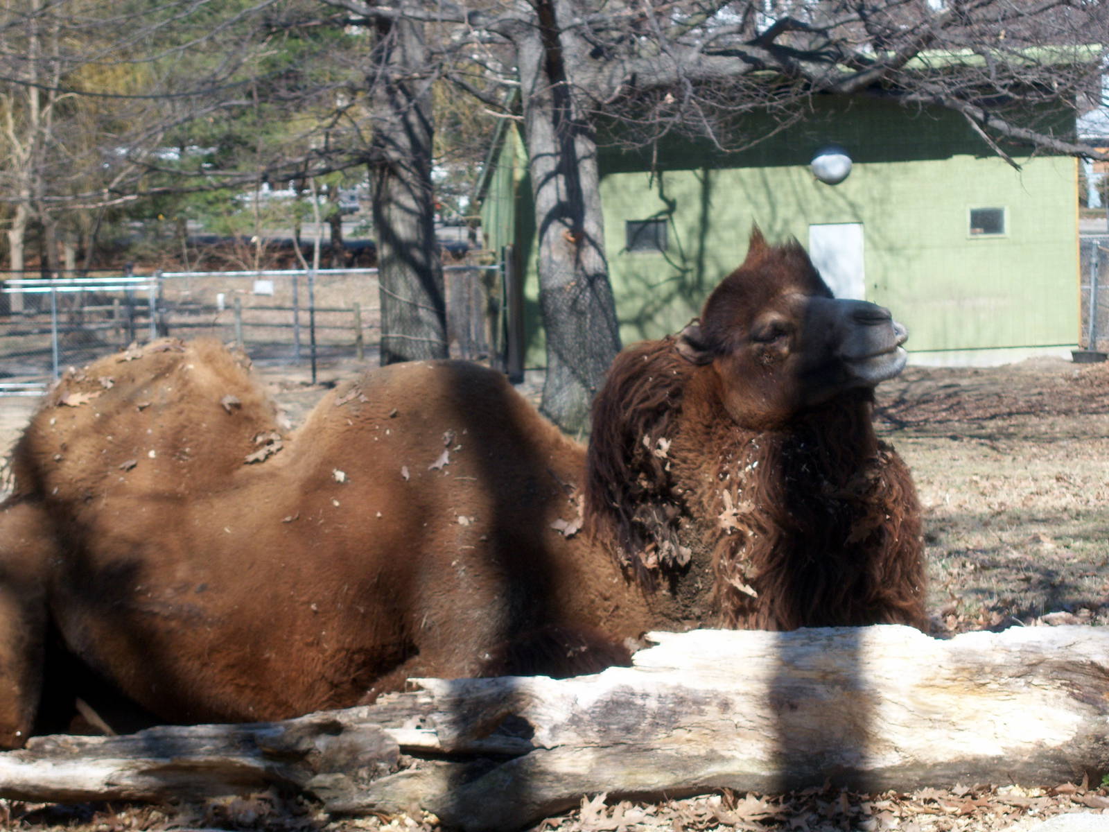Bactrian Camel - 2009