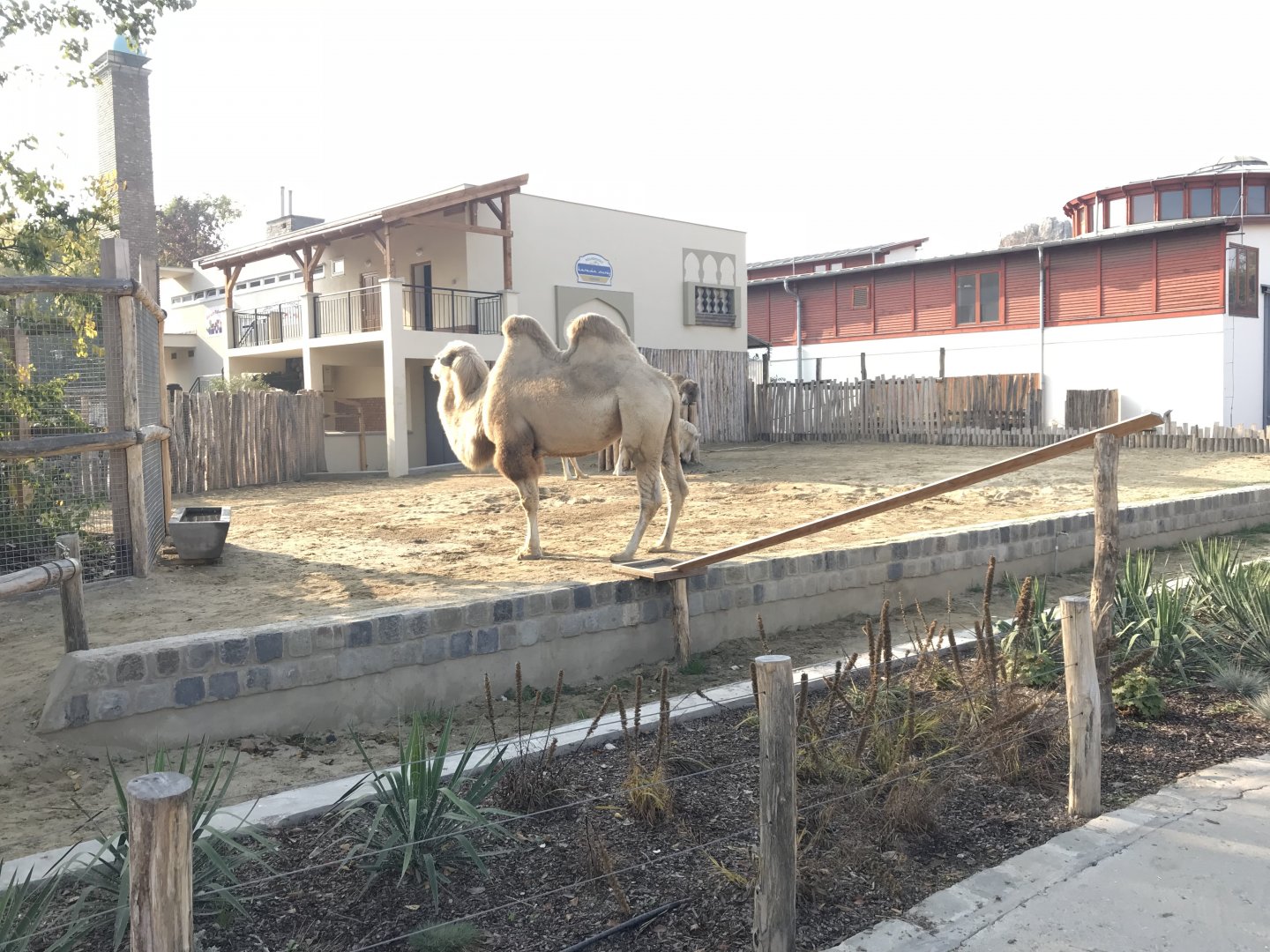Bactrian camel 201018