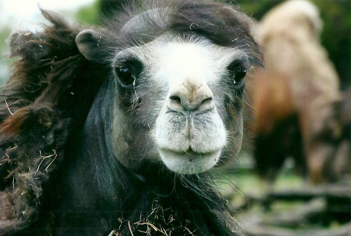 Bactrian Camel 21st May 2013