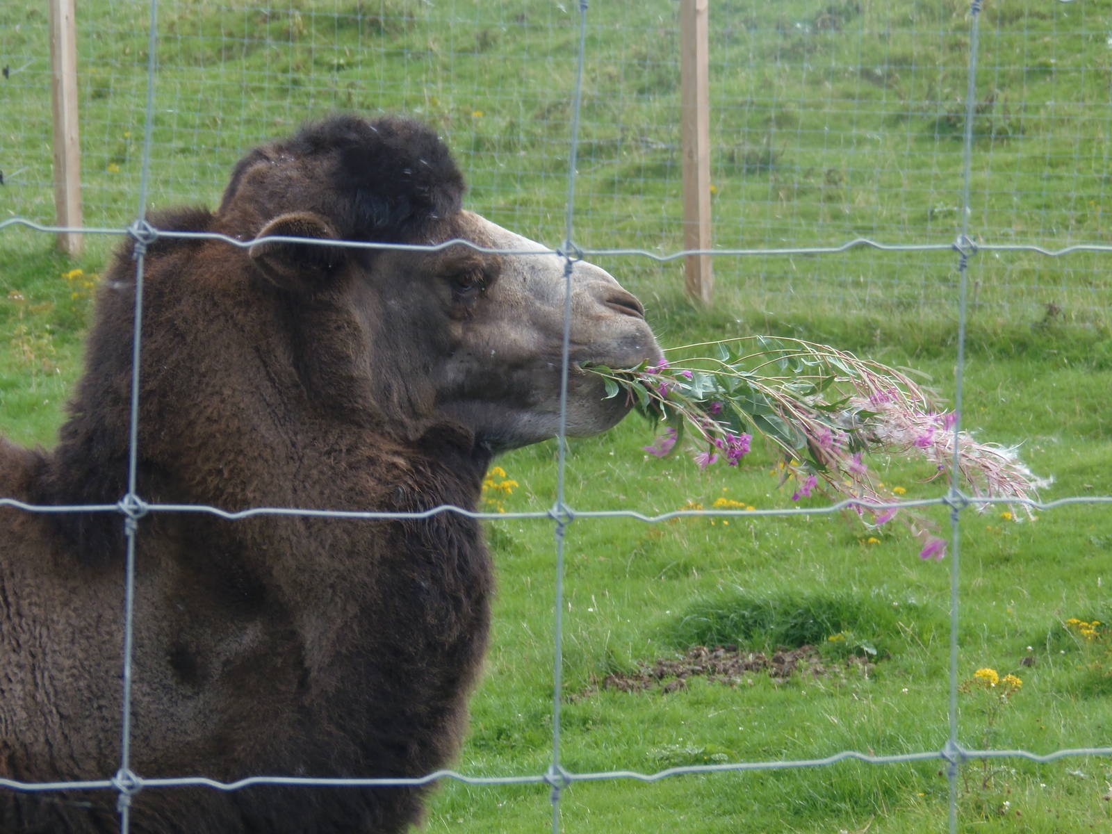 Bactrian camel    25/08/13