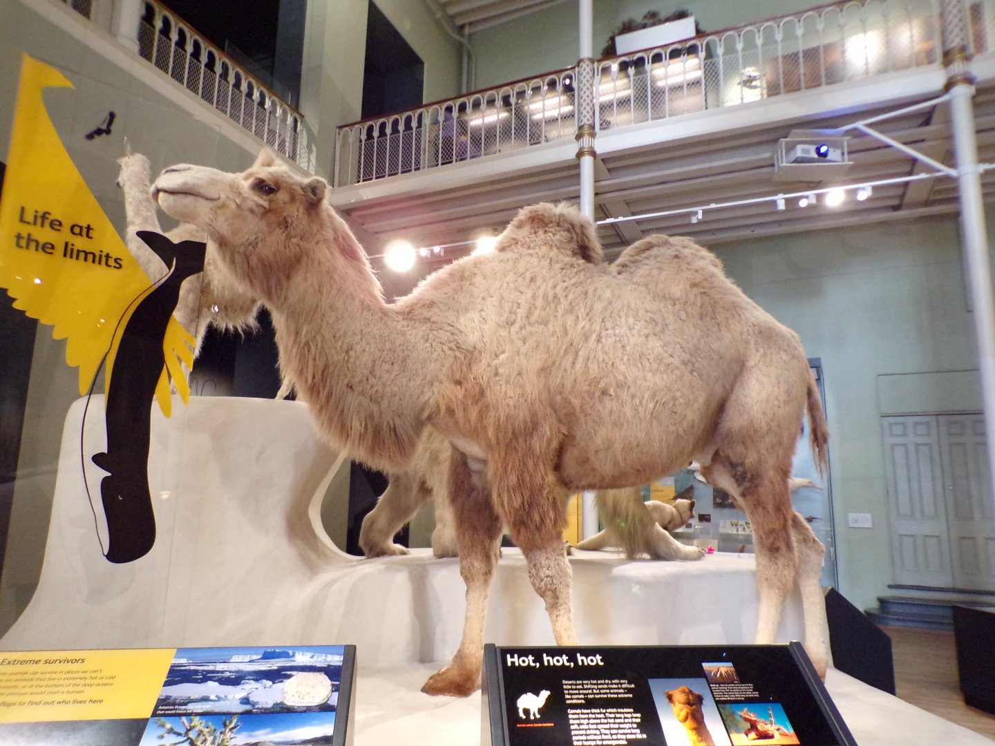 Bactrian camel 26.8.23