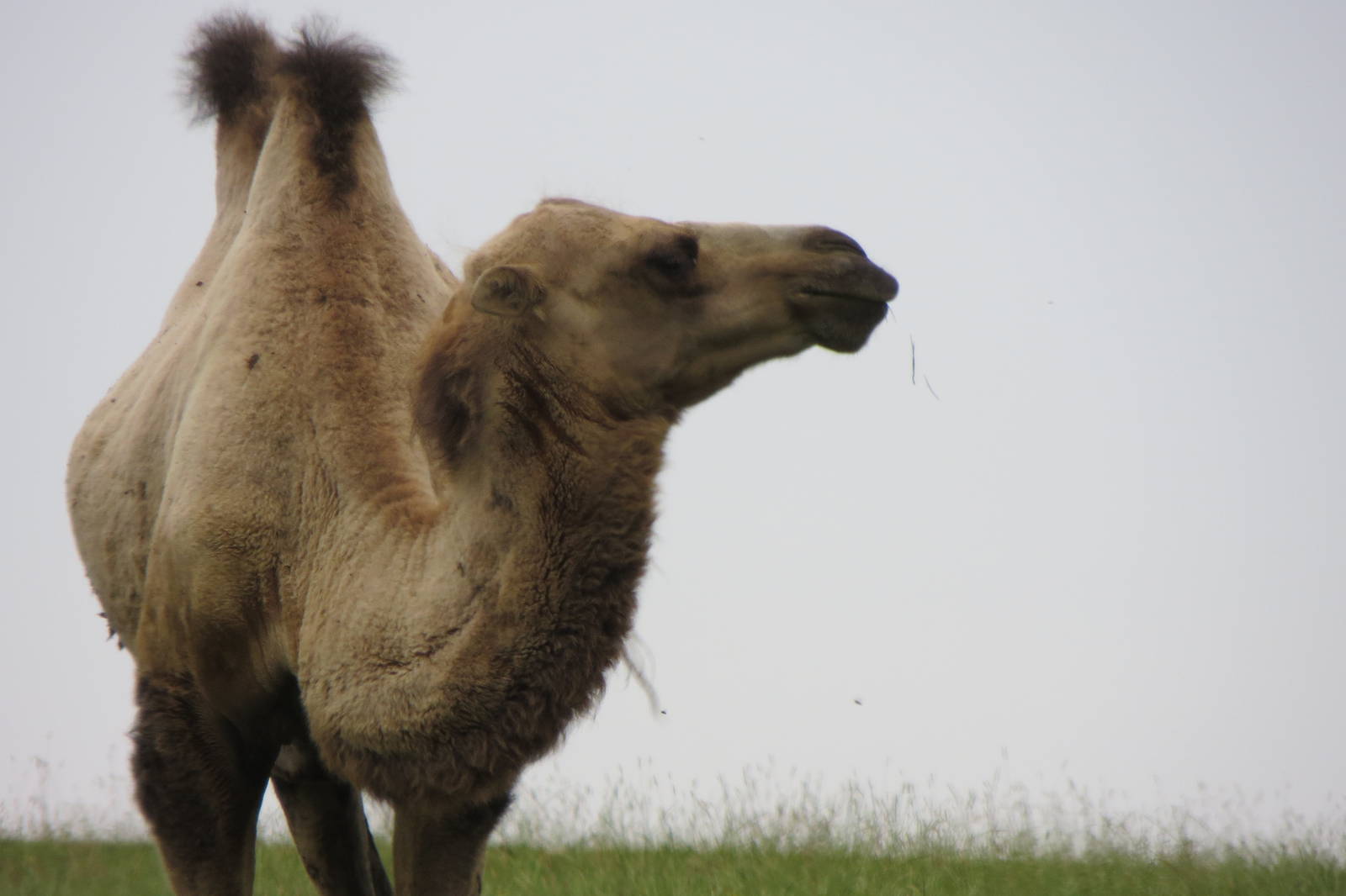 Bactrian Camel 270713