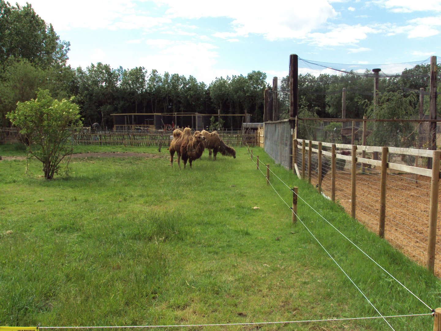 Bactrian Camel 28/05/2019