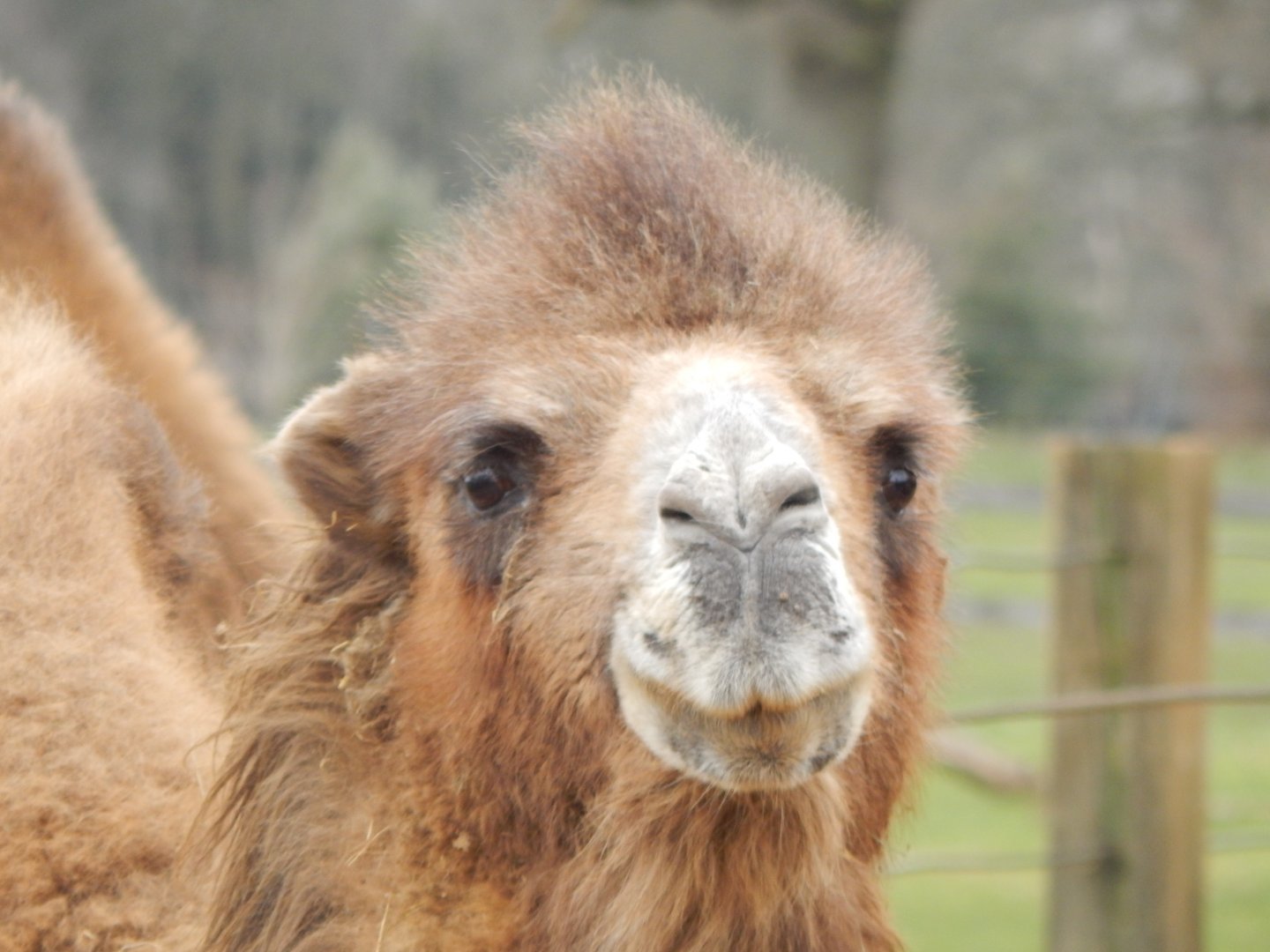 Bactrian camel 280222