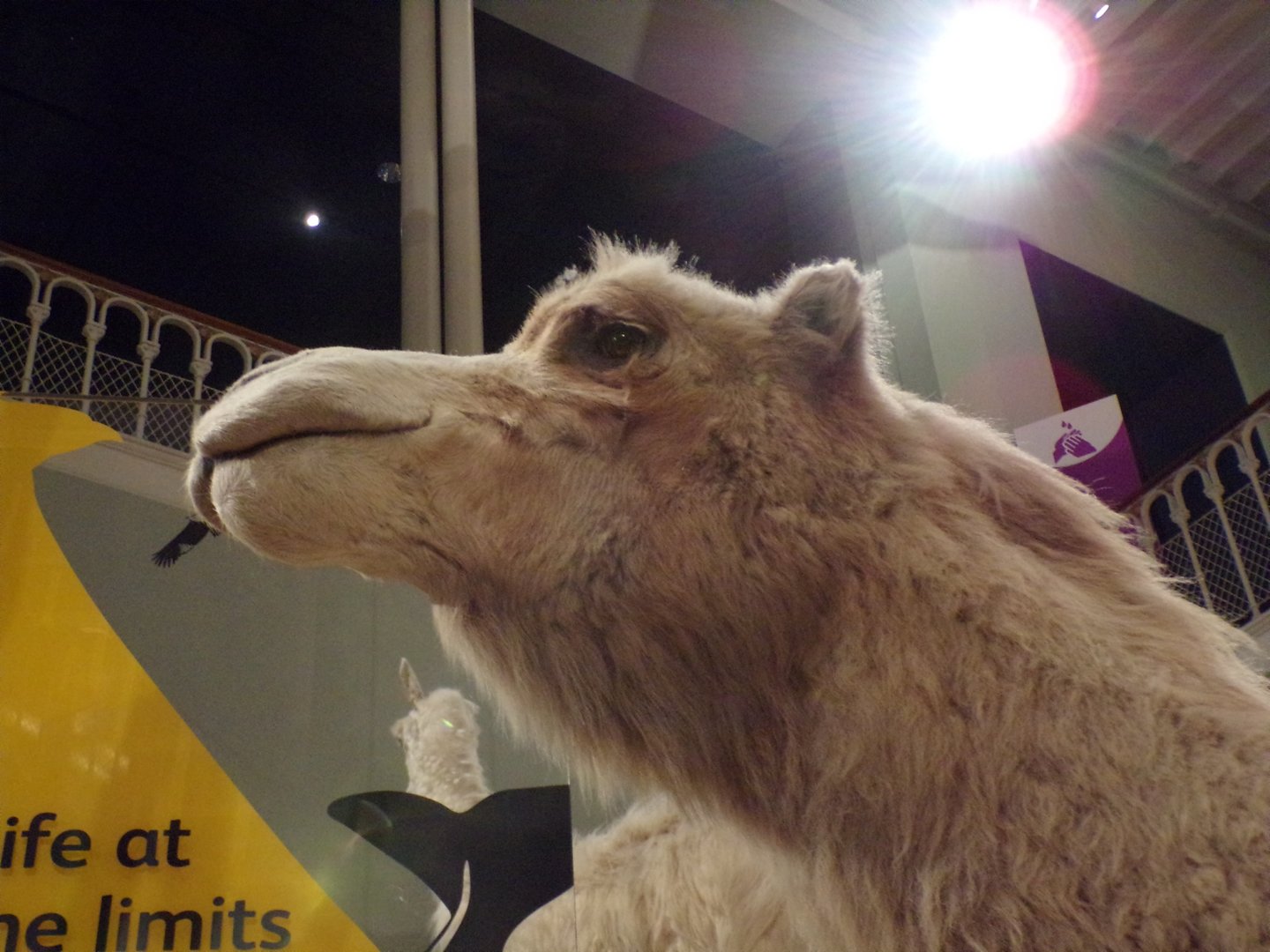 Bactrian camel 30.12.22