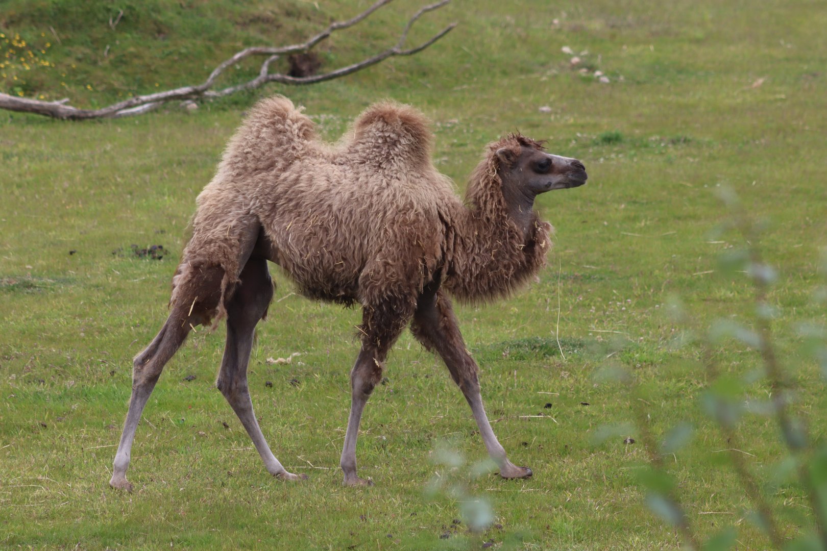 Bactrian camel - 4 June 2022