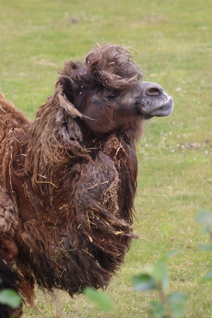 Bactrian camel - 4 June 2022