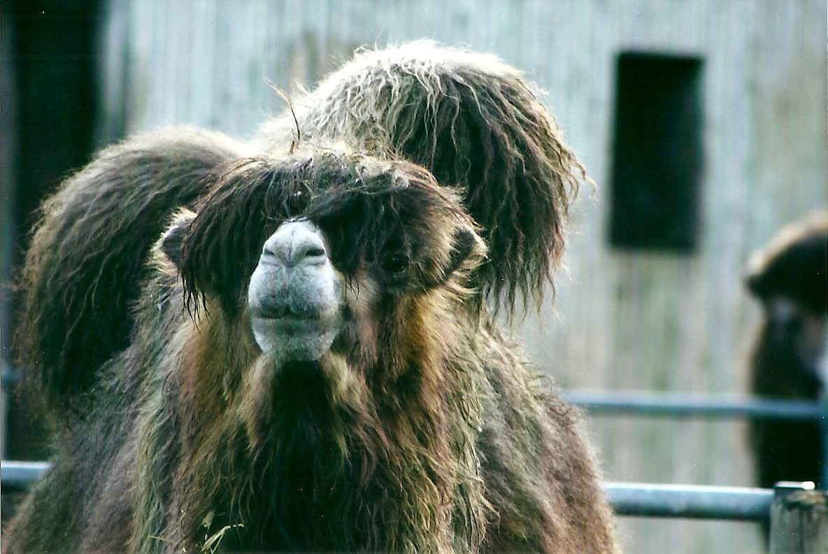 Bactrian Camel 4th January 2013