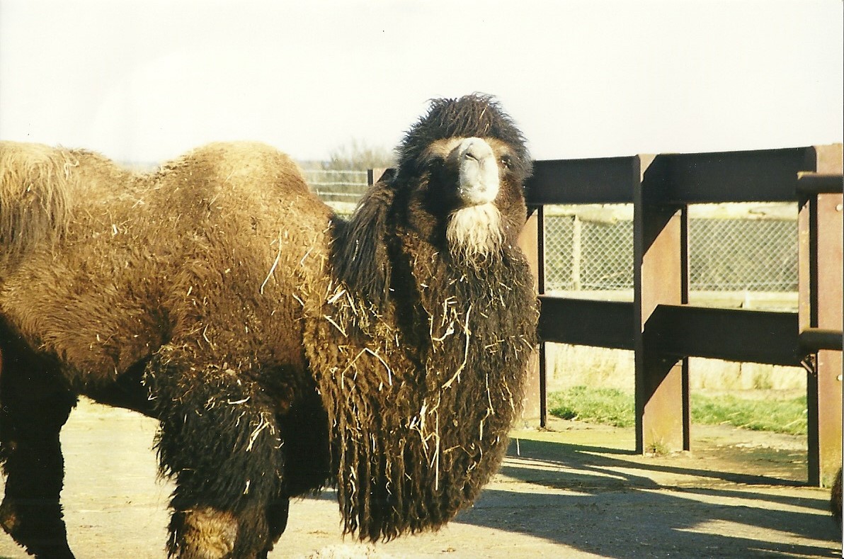 Bactrian Camel 6th February 1999