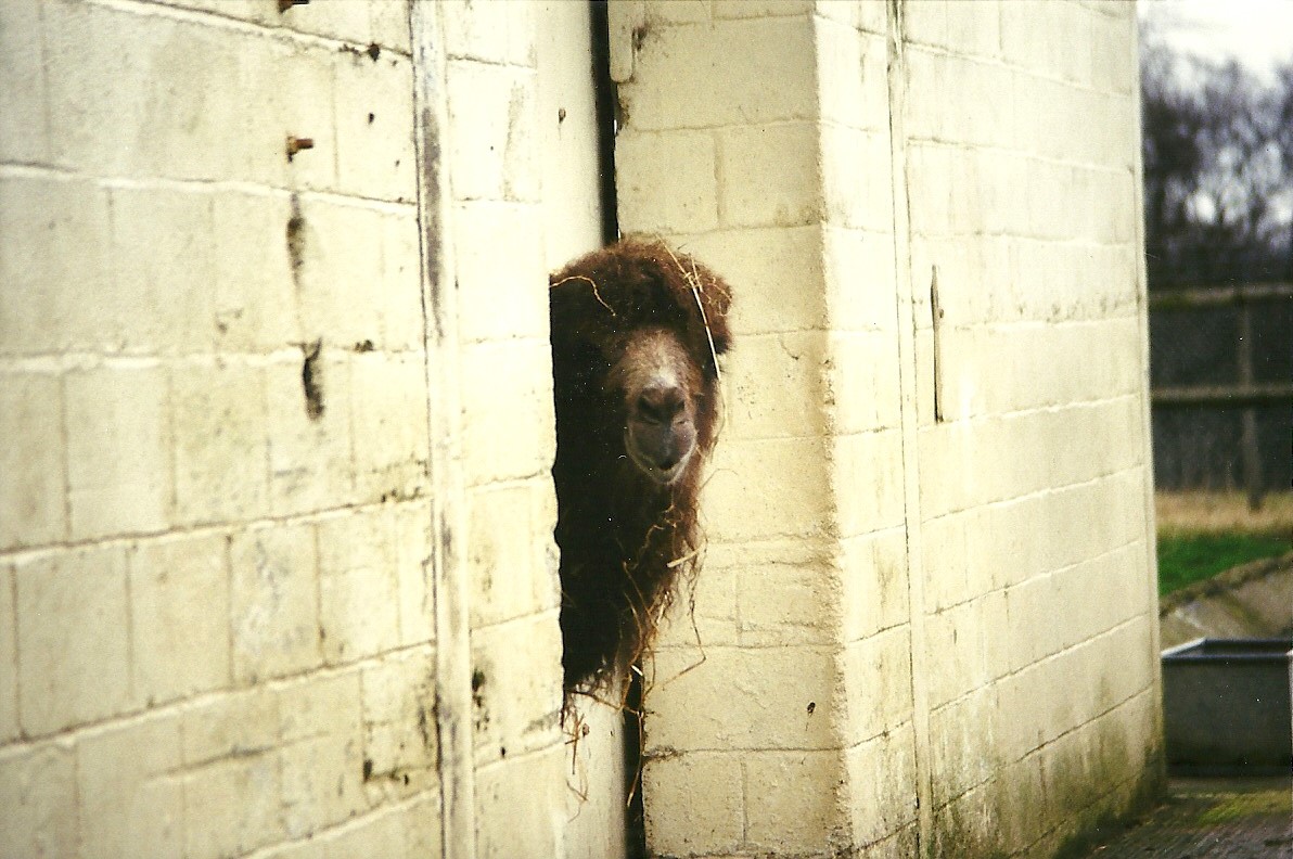 Bactrian Camel 6th March 1999