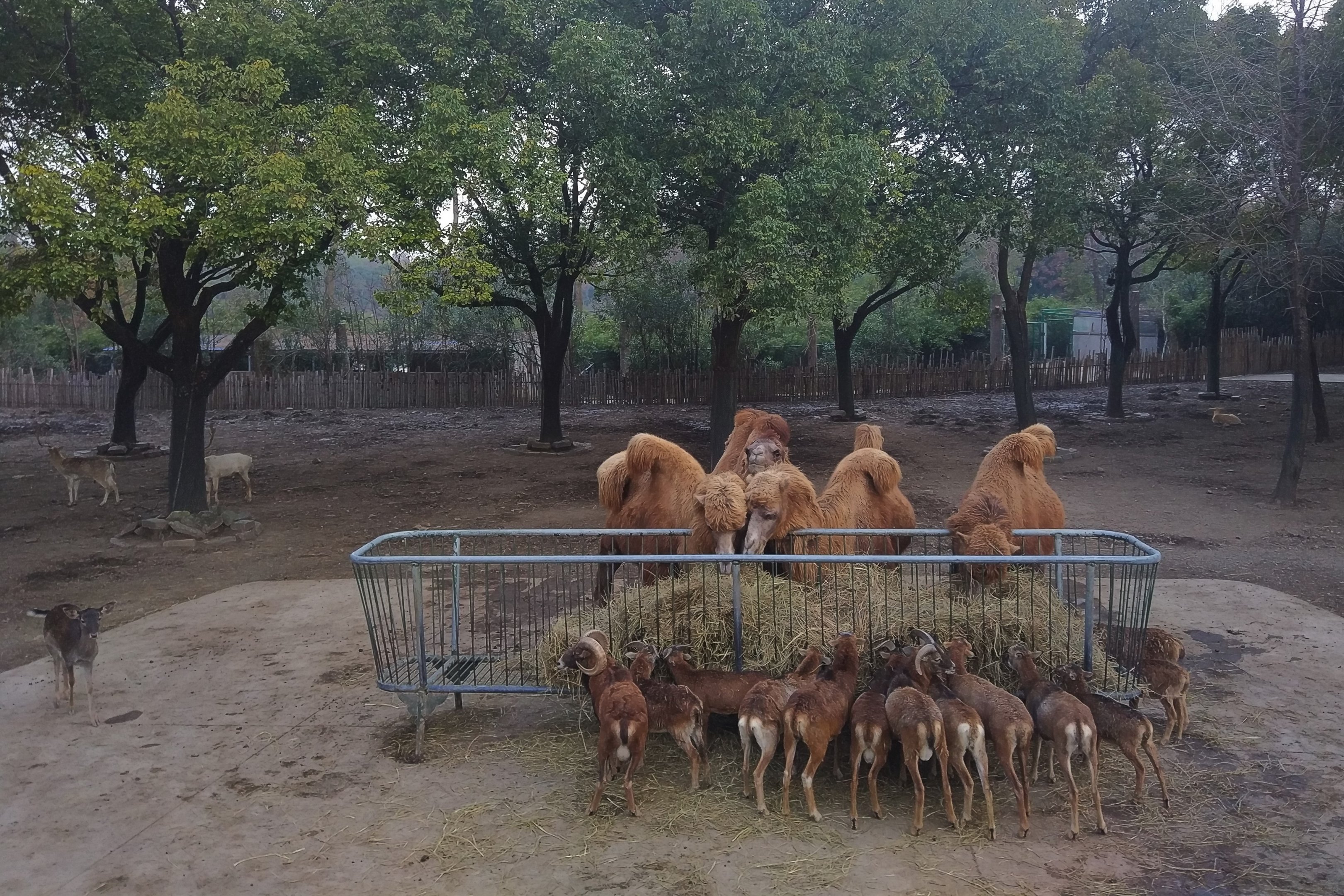 Bactrian Camel and Argali