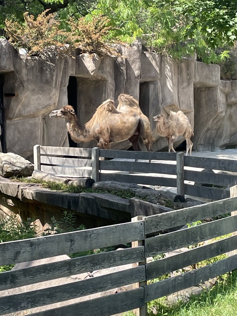 Bactrian Camel and Calf (6/23/21)