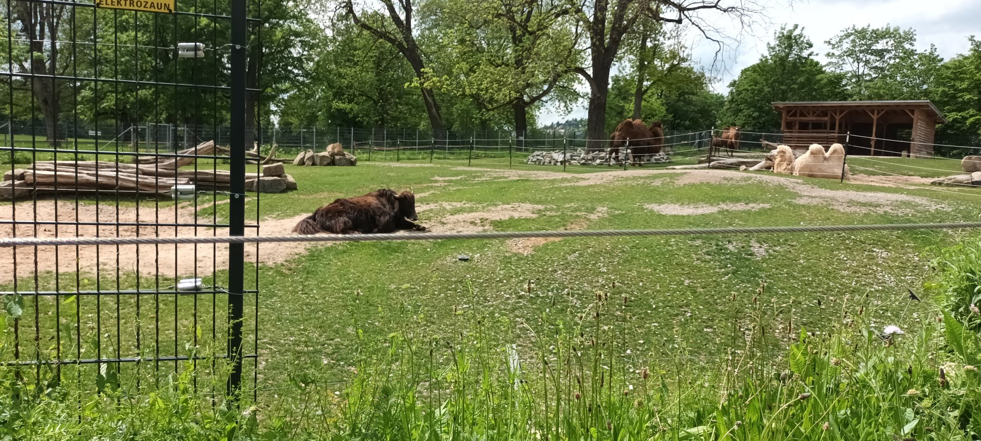 Bactrian Camel and Domestic Yak Enclosure