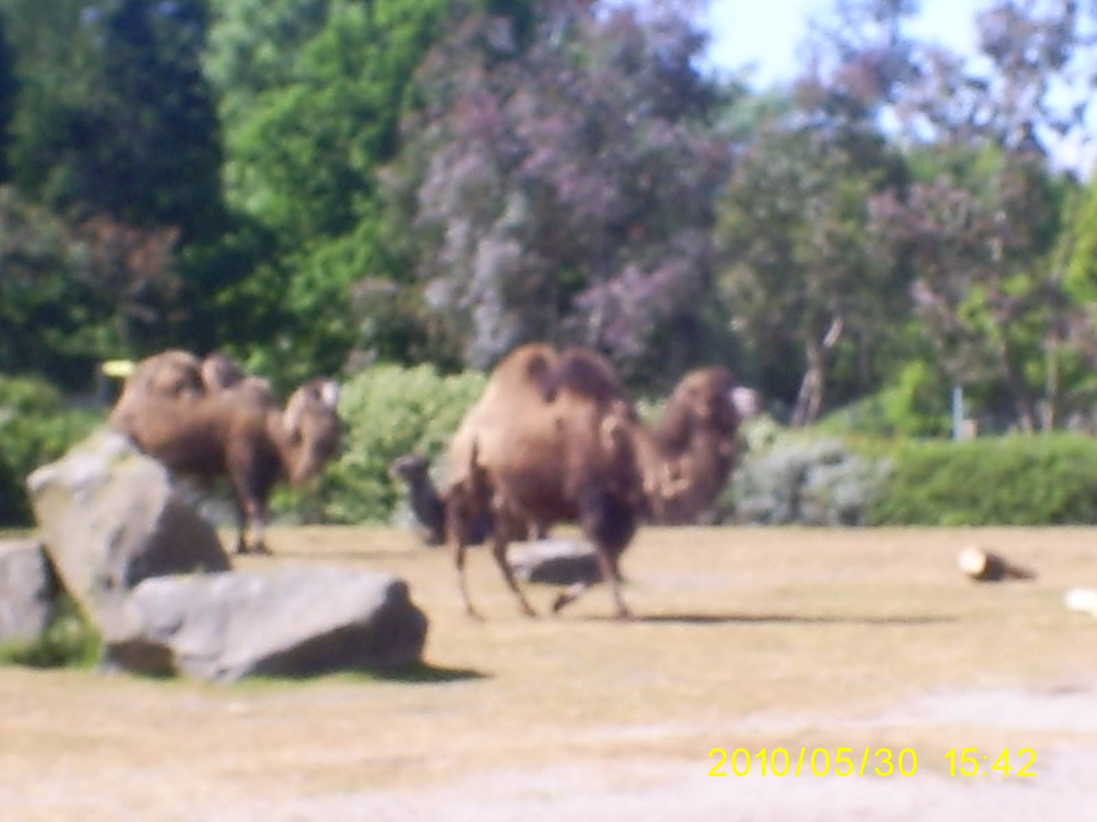bactrian camel and exhibit