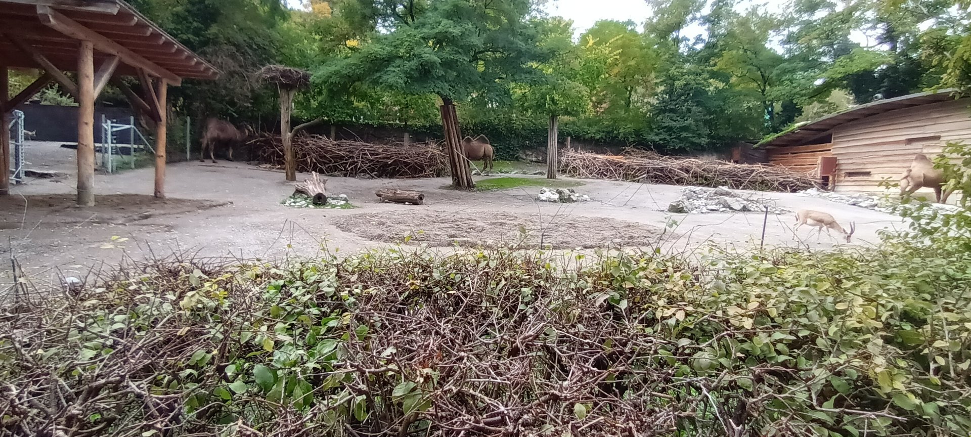 Bactrian Camel and Goitered Gazelle Enclosure