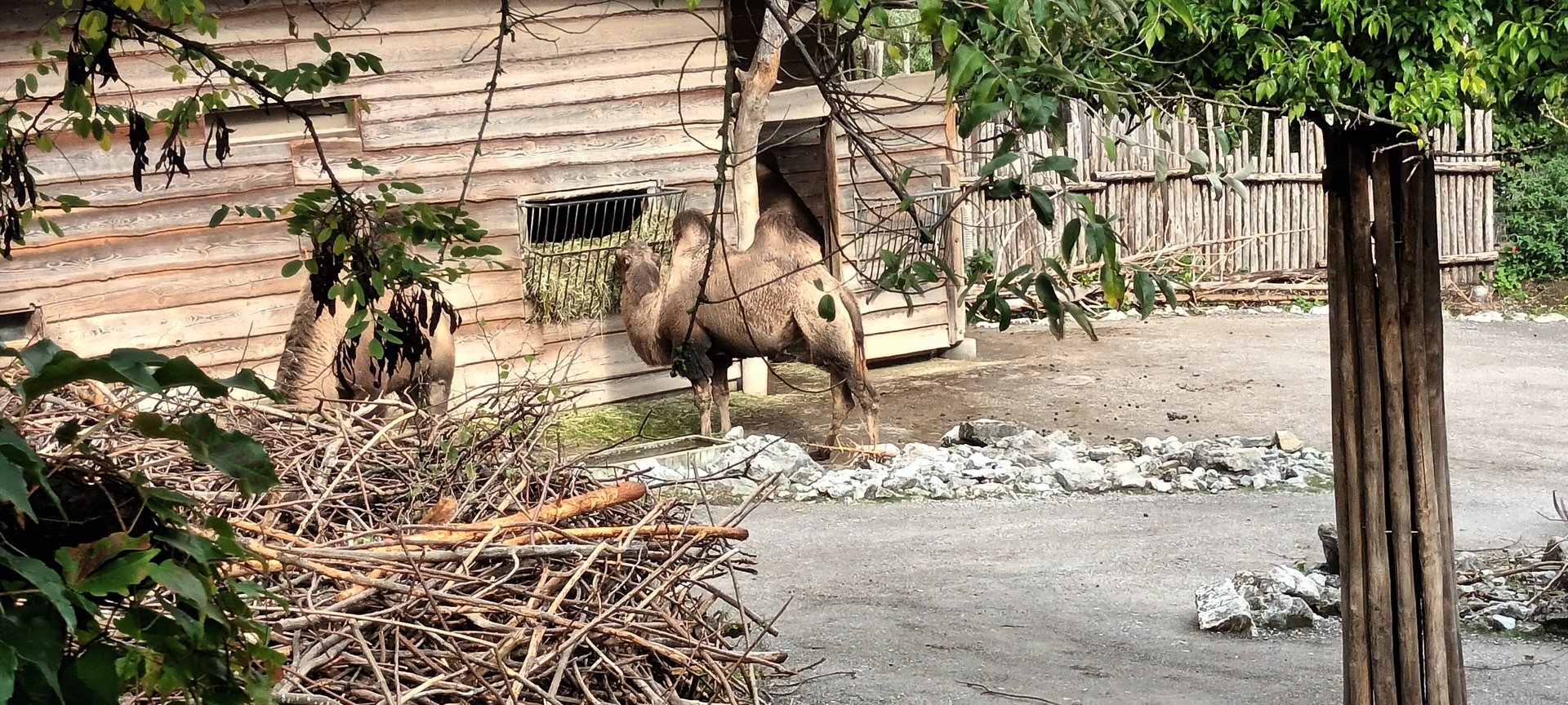 Bactrian Camel and Goitered Gazelle Enclosure