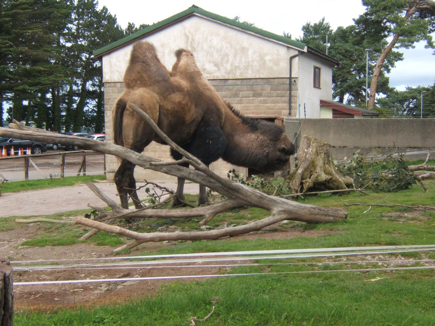 Bactrian Camel and House 16/09/2017