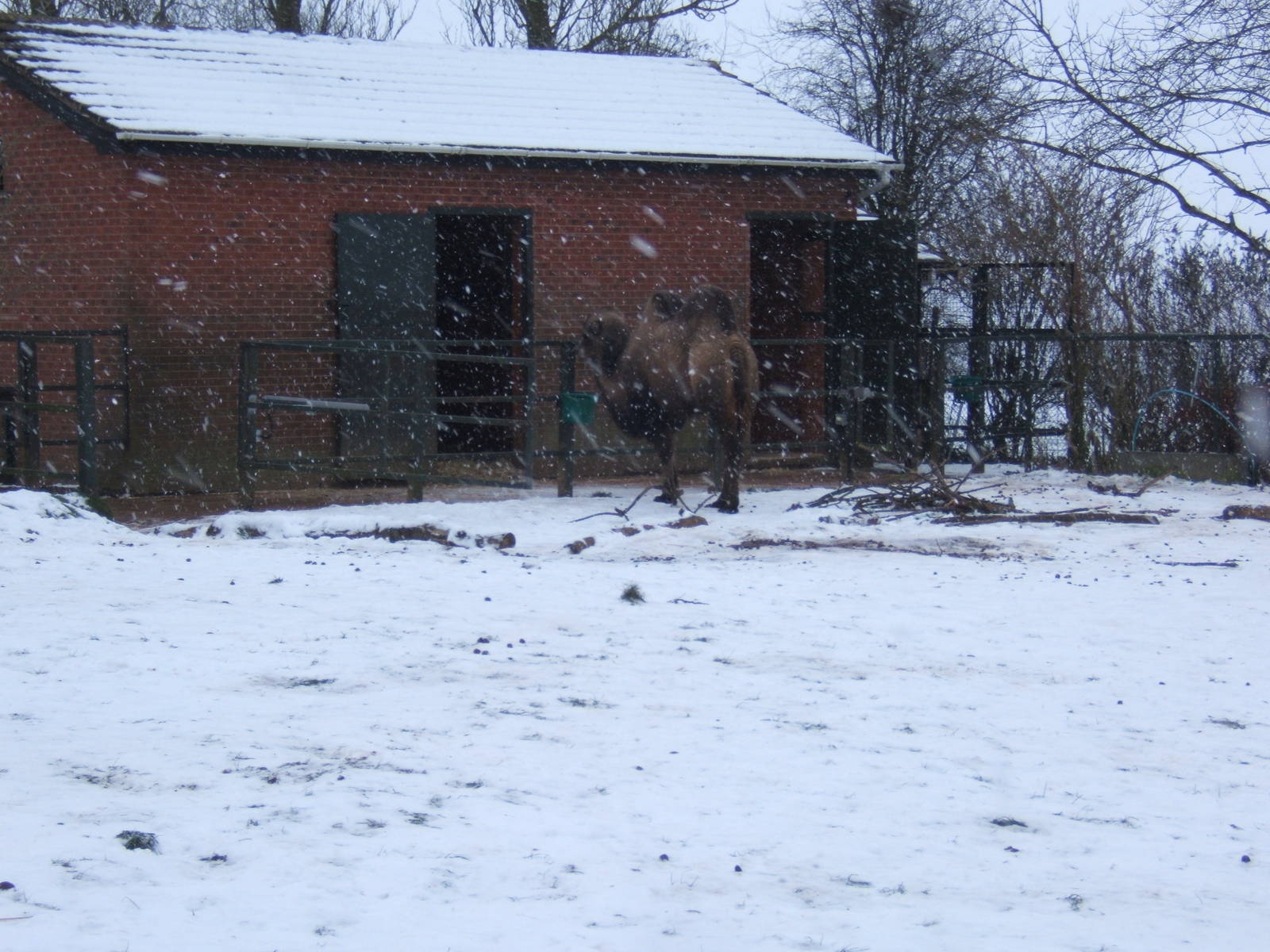 Bactrian Camel and House in snow